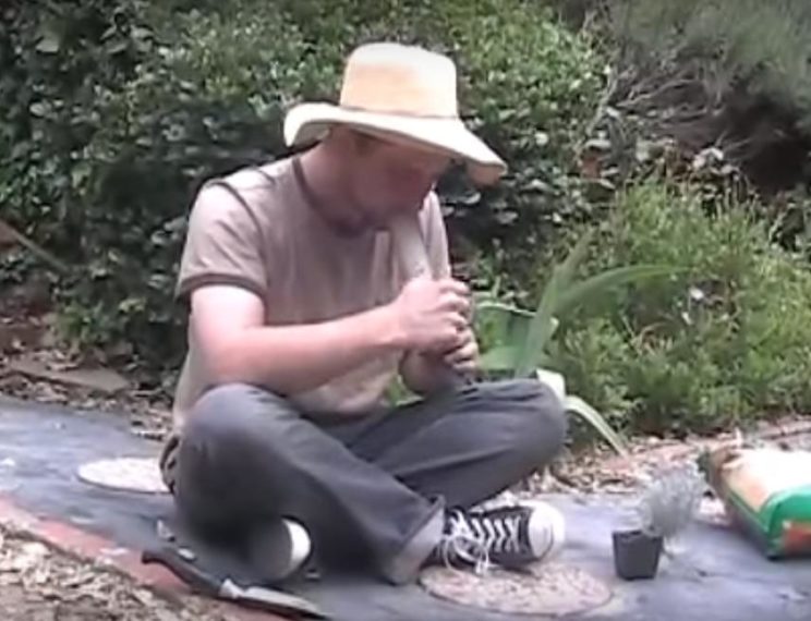Viralna snimka: Spaljeni lik pokušava vrtlariti napušen od žalfije!