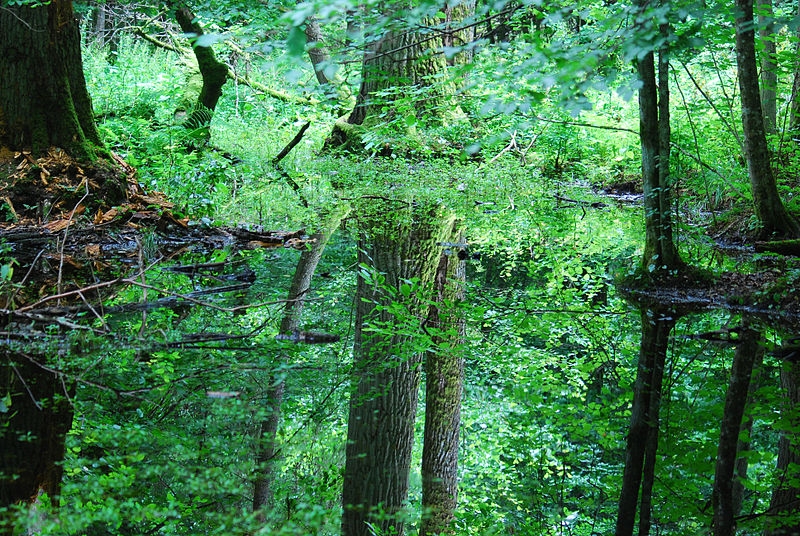 Šuma Białowieża – jedan od posljednjih ostataka drevne prašume koja je nekad prekrivala Europu