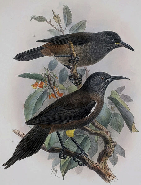 Sam na svijetu: srcedrapajuća snimka ljubavnog zova posljednje živuće kauaʻi ʻōʻō ptice