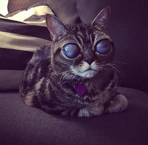 Upoznajte Matildu, mačku s najčudnijim očima na svijetu